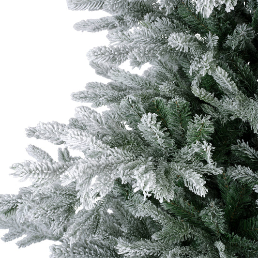 Everlands 7ft 'Snowy Grandis Fir'