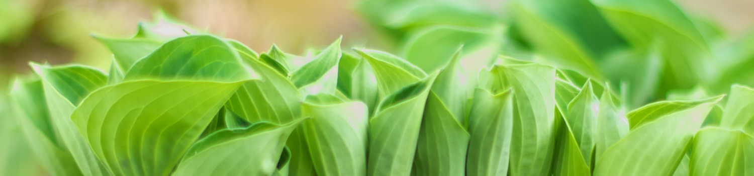 What's on at Wentworth Garden Centre