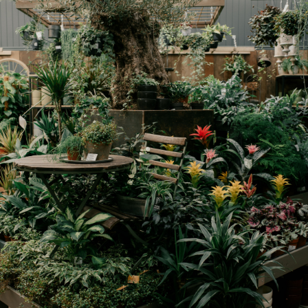 Houseplants Wentworth Garden Centre