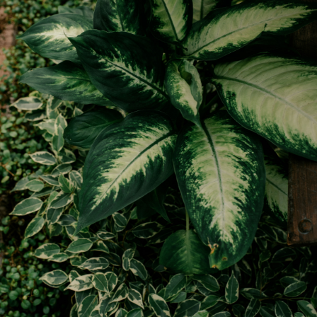 Houseplants Wentworth Garden Centre