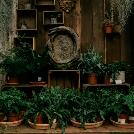 Houseplants Wentworth Garden Centre