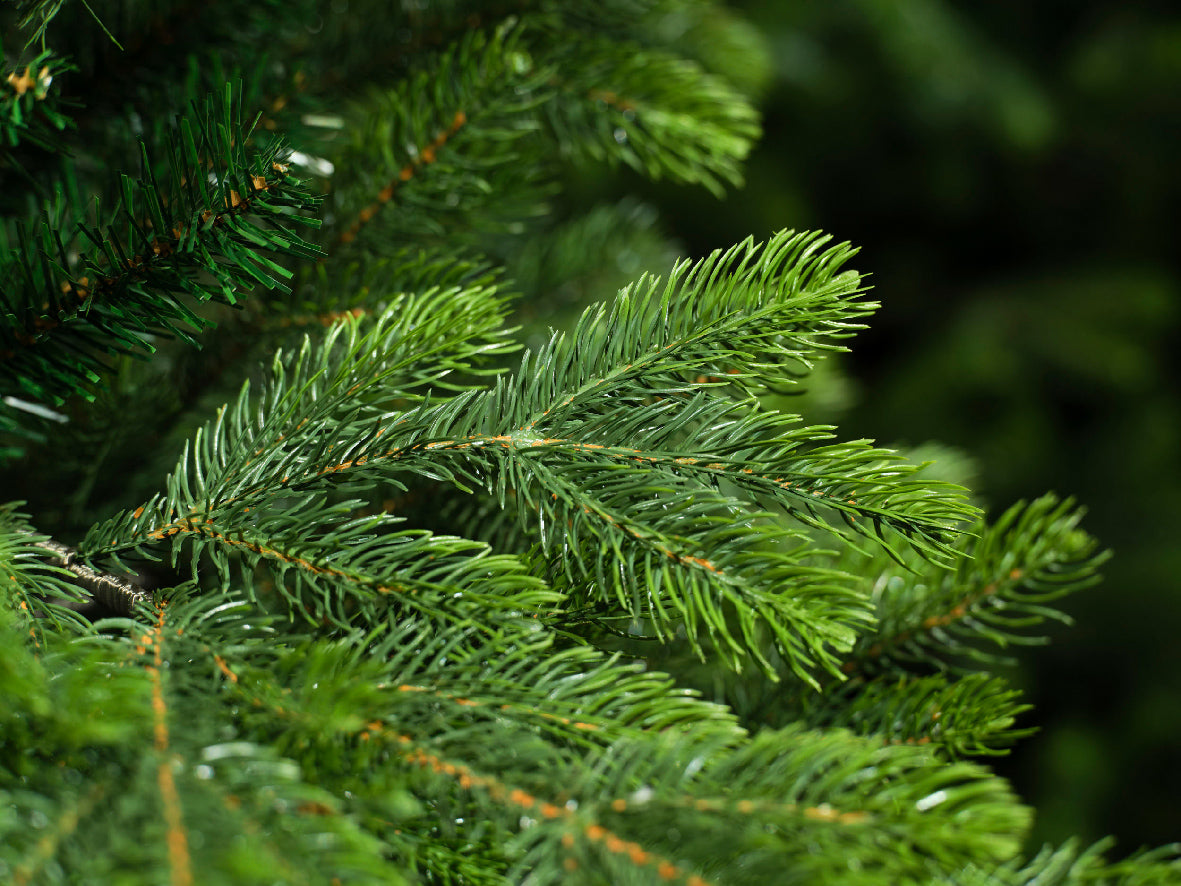 Everlands 6ft 'Arlberg Fir'