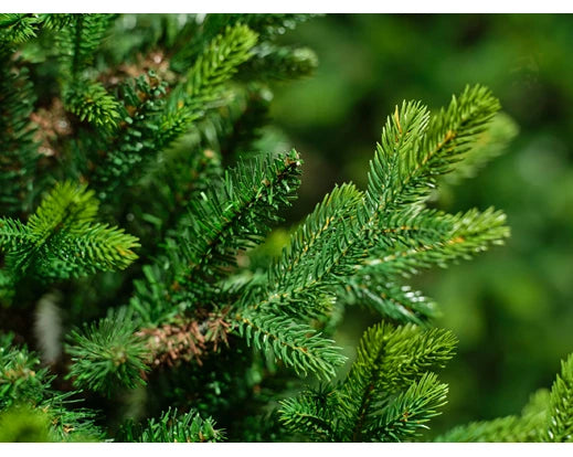 Everlands 7ft ‘Queensland Fir'