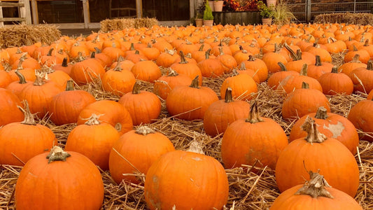 Halloween Activities
