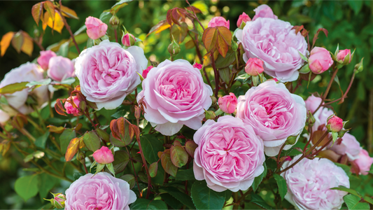 Pink roses