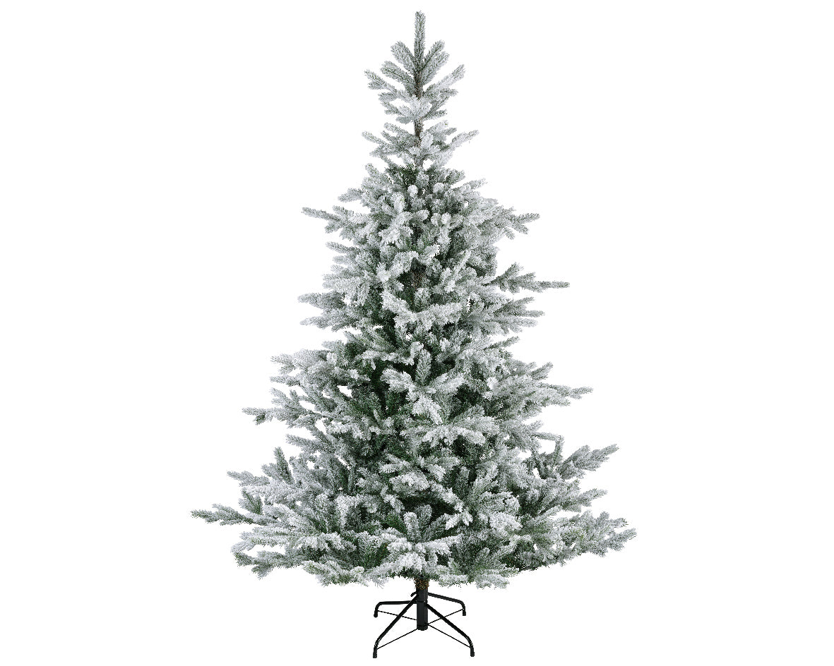 Everlands 6ft 'Snowy Grandis Fir'