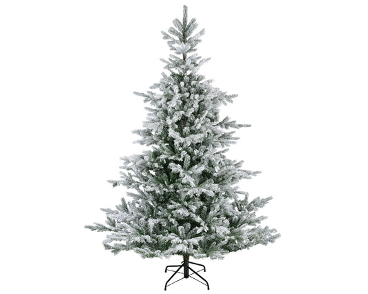 Everlands 6ft 'Snowy Grandis Fir'