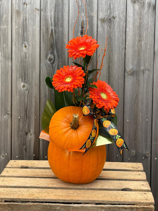 Autumn Gerbera Pumpkin Arrangement