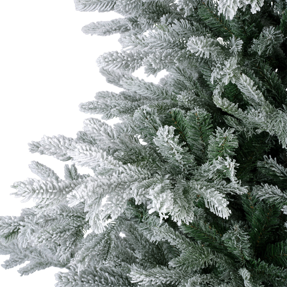 Everlands 6ft 'Snowy Grandis Fir'