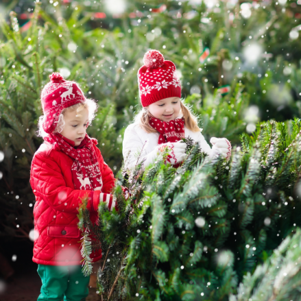 Real Christmas Trees - Wentworth Garden Centre