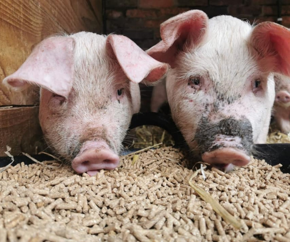 Pigs - Family Farm - Wentworth Garden Centre