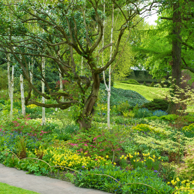 Spring Borders - Wentworth Garden Centre