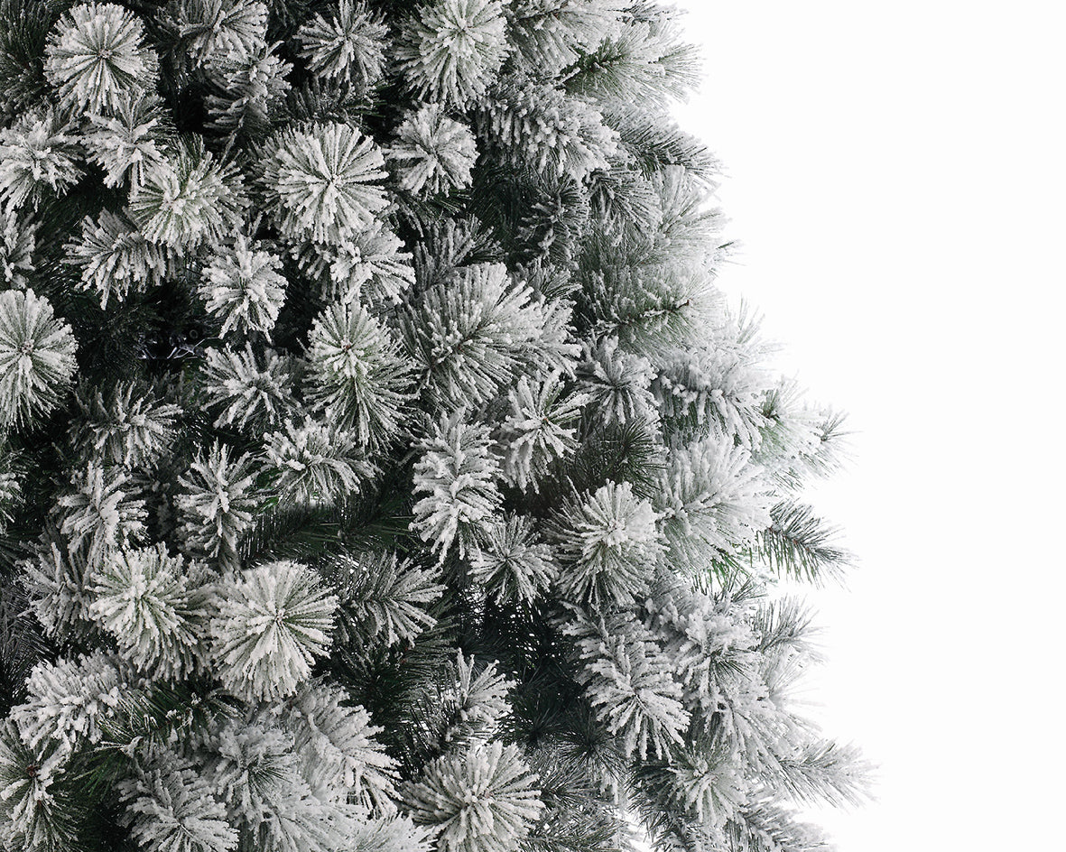 Everlands 6ft 'Snowy Vancouver Pine'