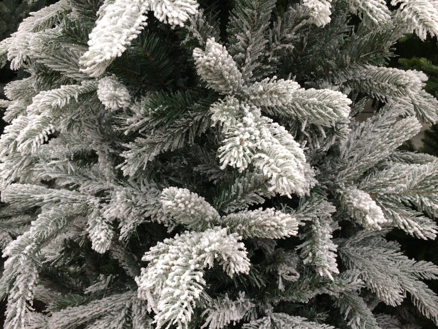 Everlands 7ft 'Frosted Vermont Spruce'