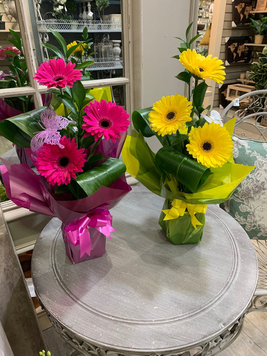 Gerbera Arrangement
